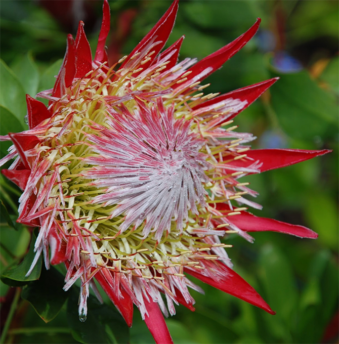protea-rossa