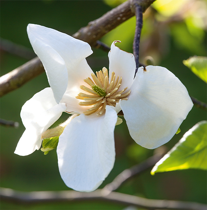 fioriture_magnolia
