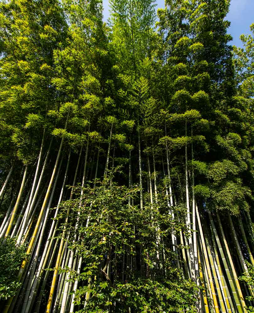 Isola Madre Bambu